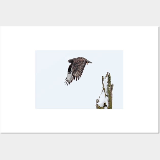 Rough-legged Hawk Wall Art by Jim Cumming